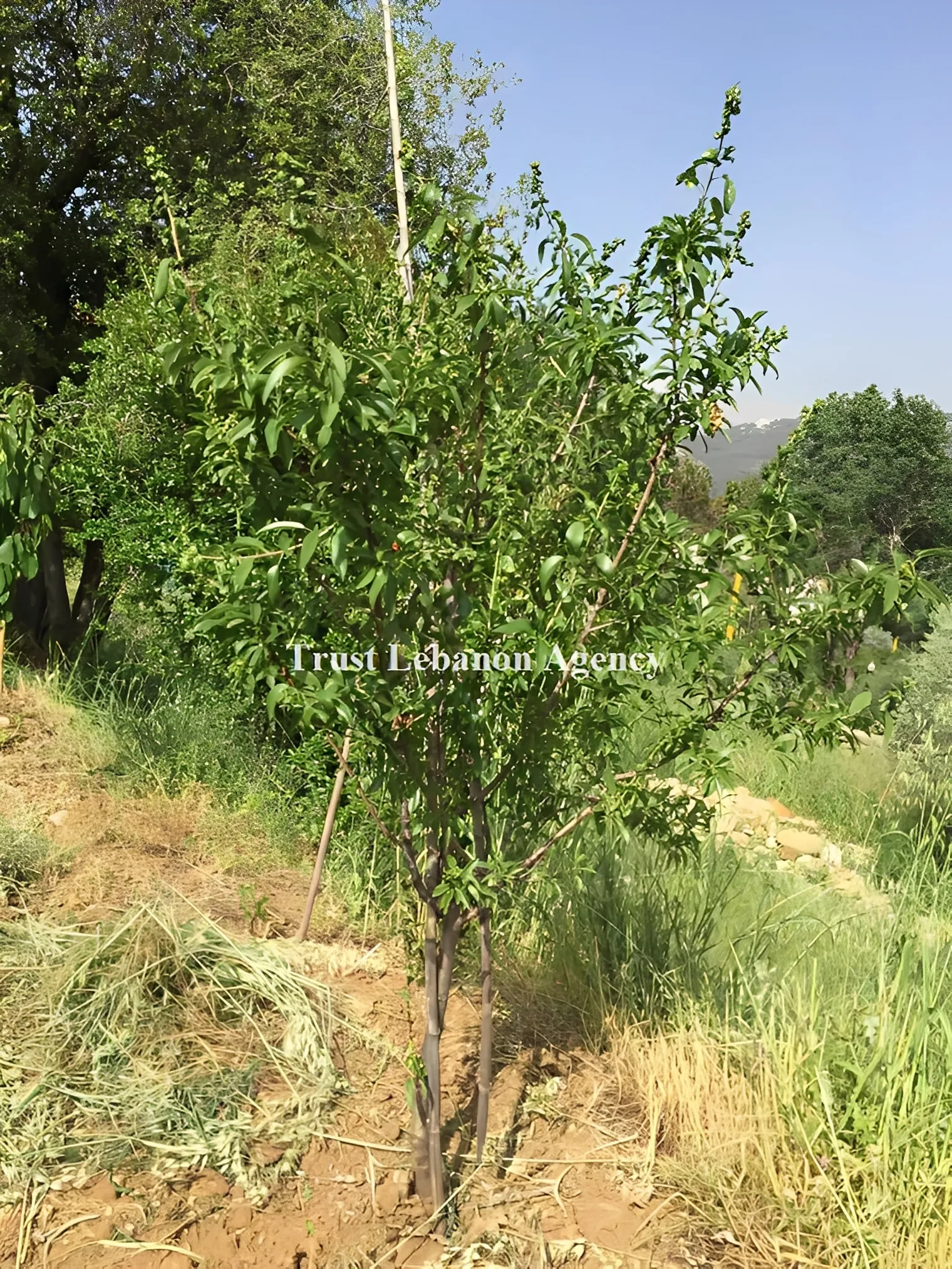 Land for Sale in Metn Dhour Al Chweir Lebanon