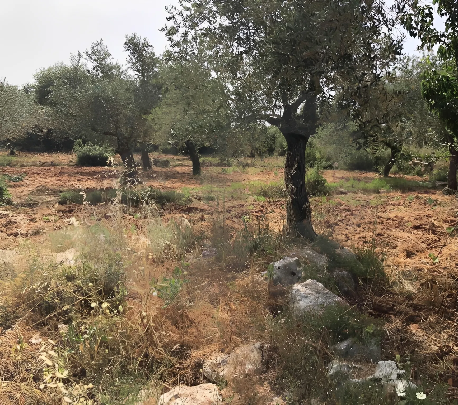 Land for Sale in Batroumine, Lebanon