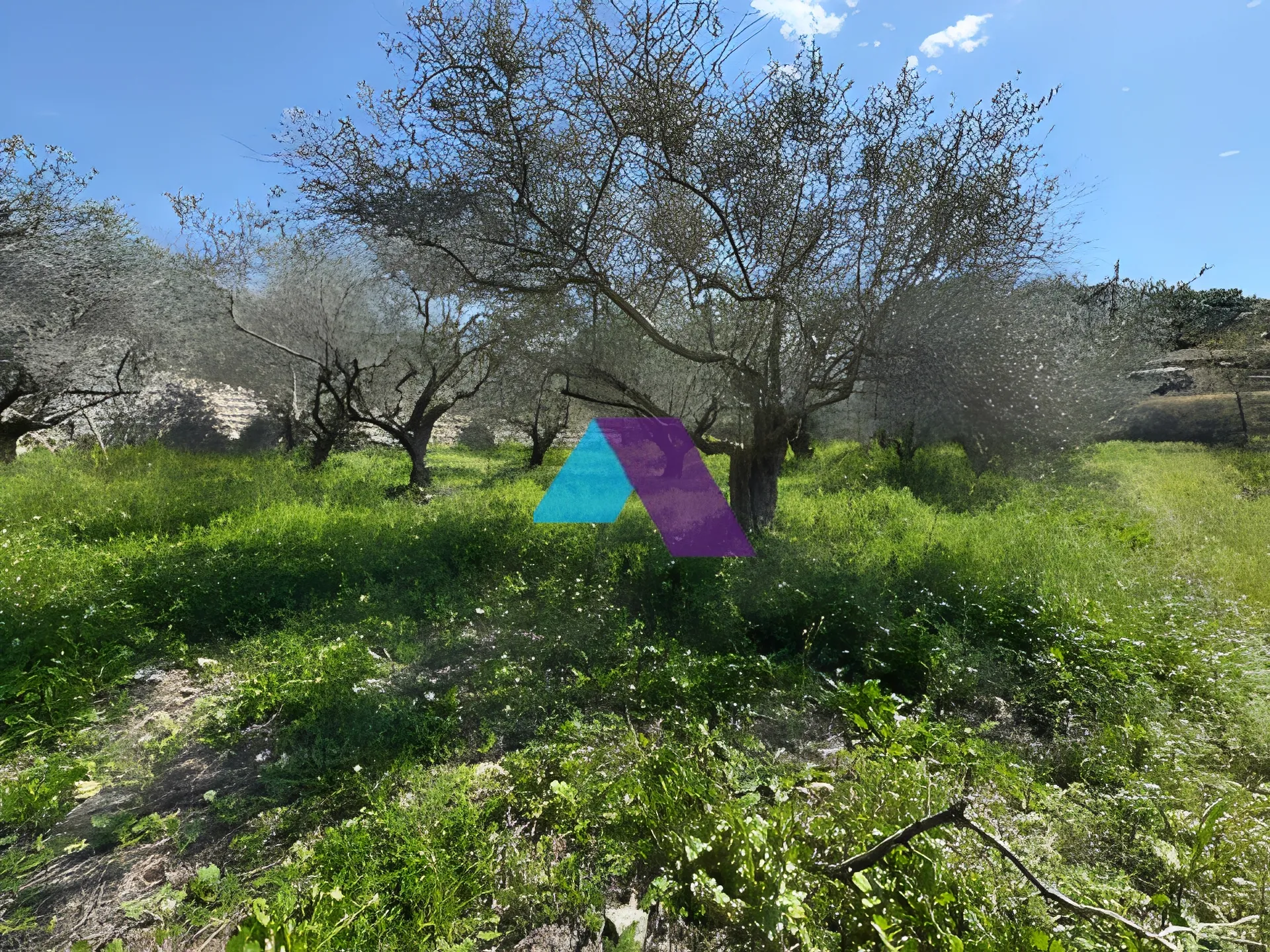 Land for Sale in Rihani