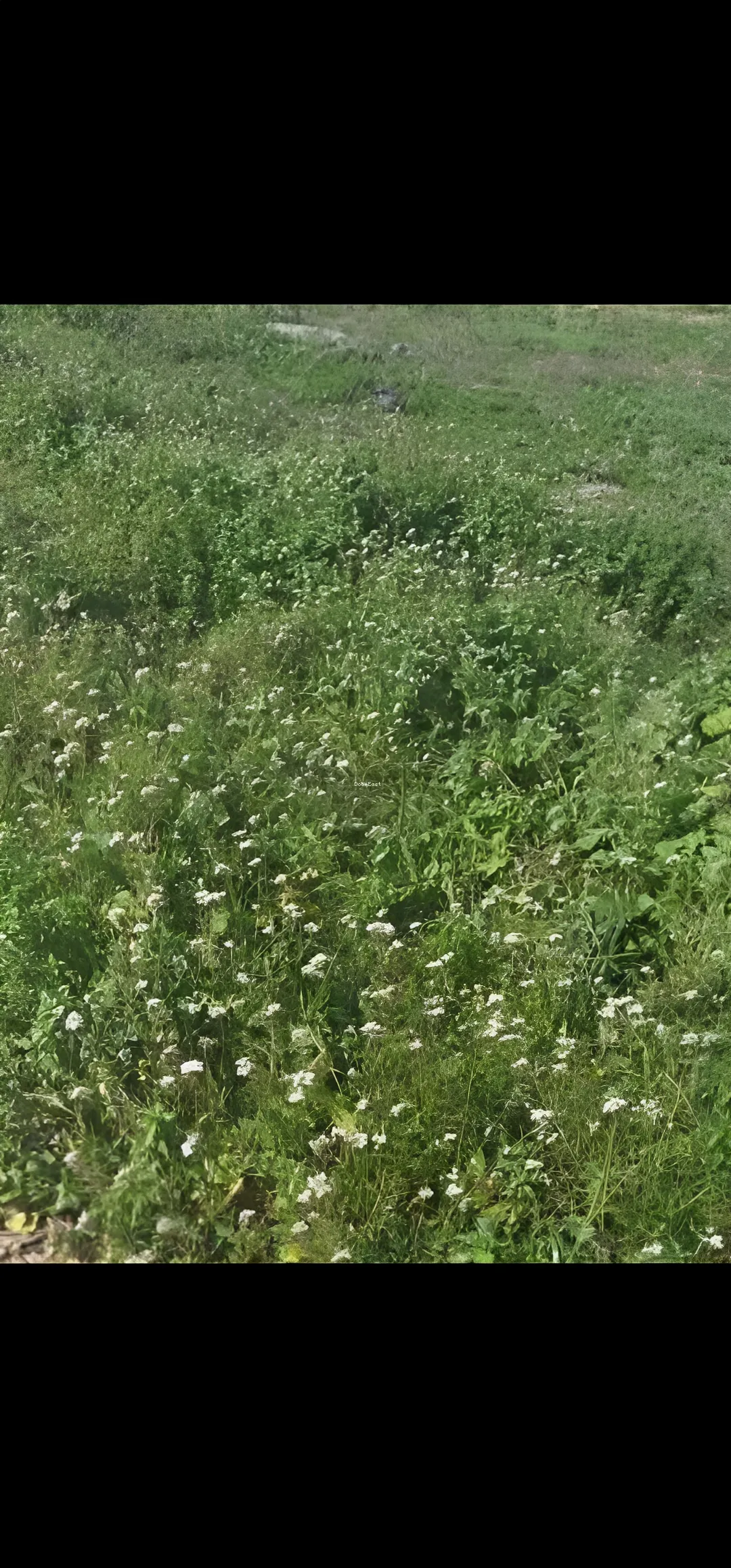 Residential Land for sale in Srifa