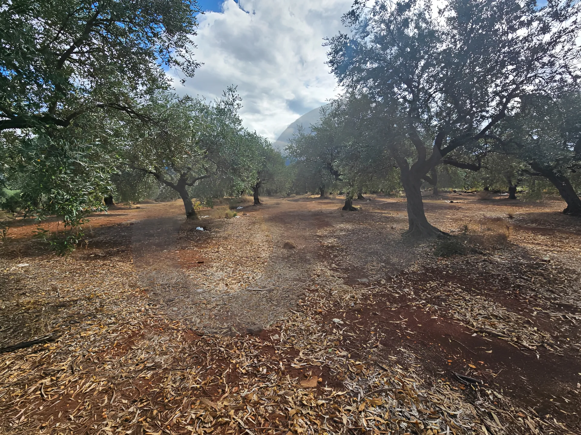 Land for Sale in Zgharta