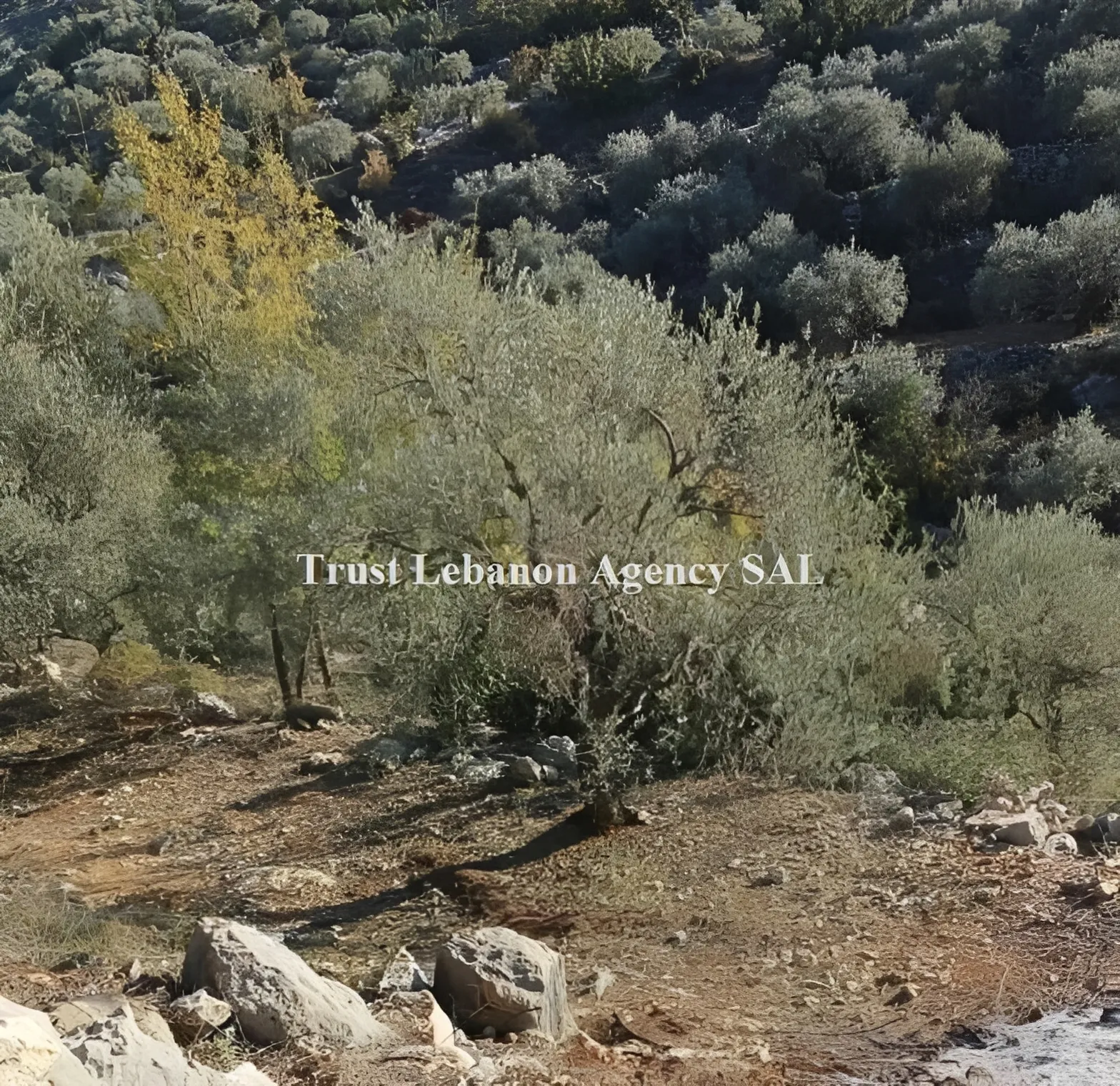 Land for Sale in Hasbaya