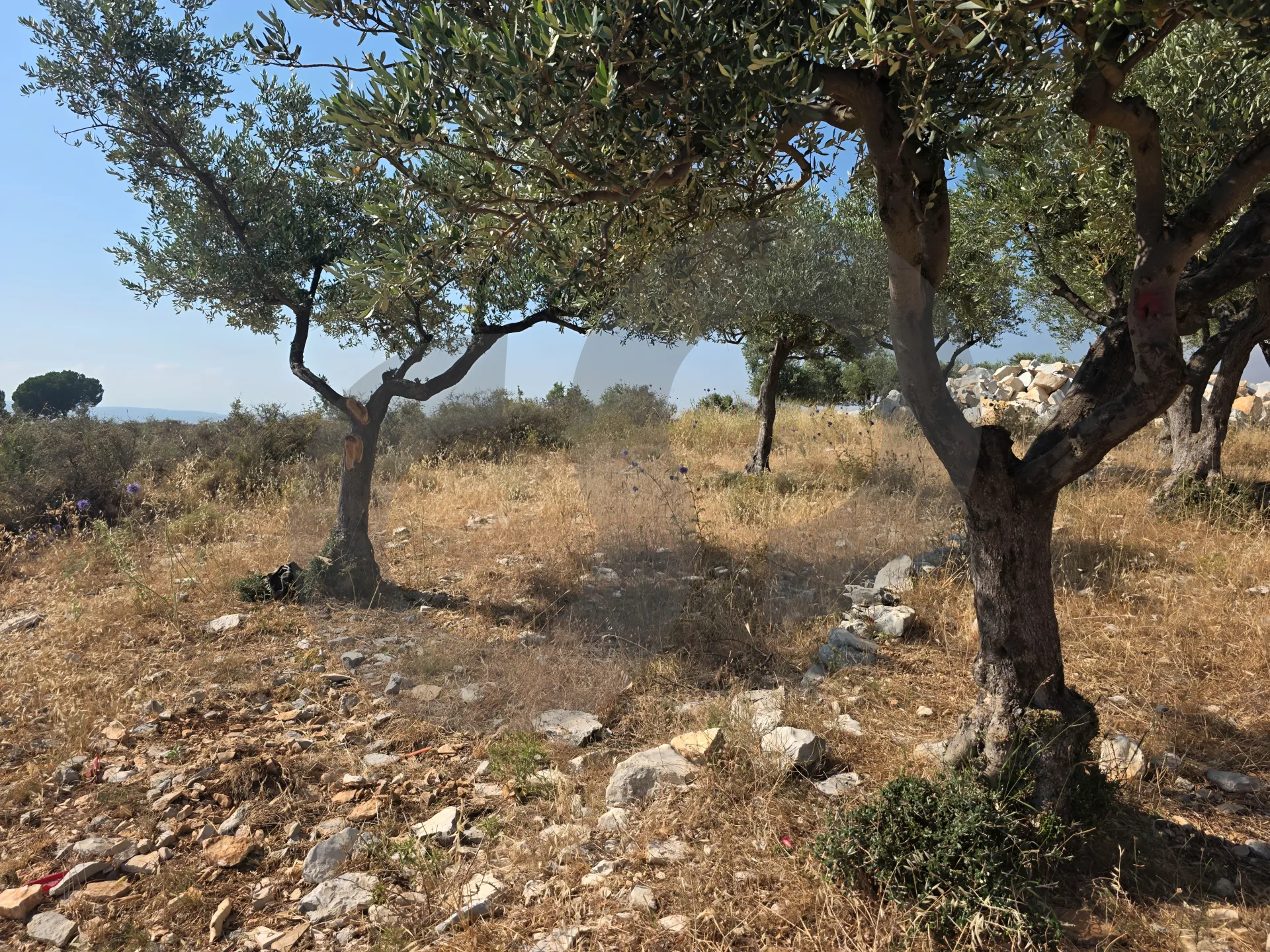 Land for Sale in Koura