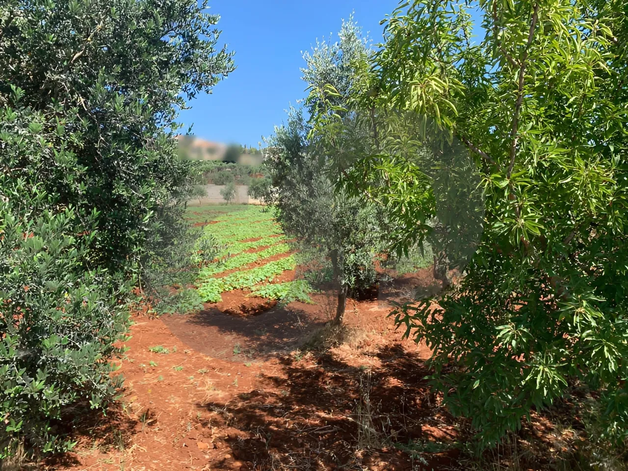 Land for Sale in Koura