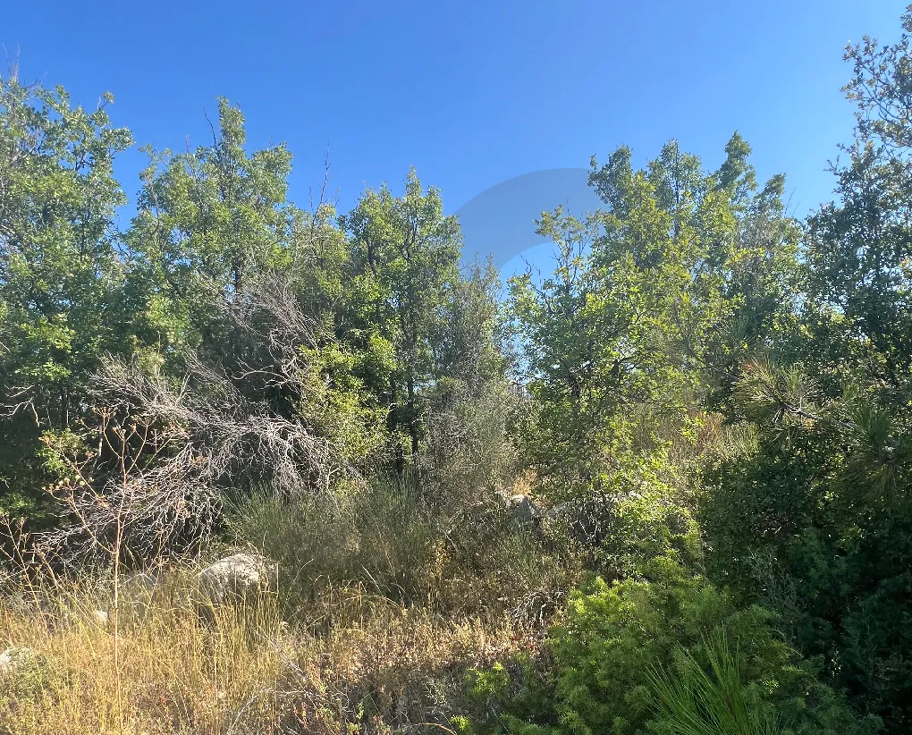 Land for Sale in Mechmech