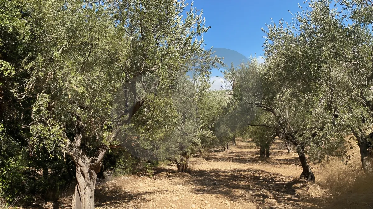 Land for Sale in Zgharta