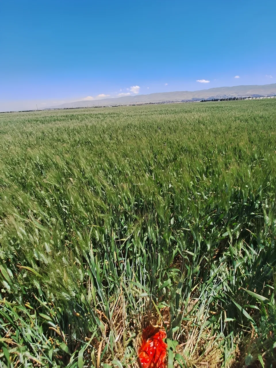 Land for sale in Haouch Tall Safiyeh