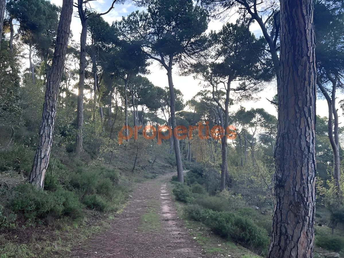 Land for Sale in Bharsaf