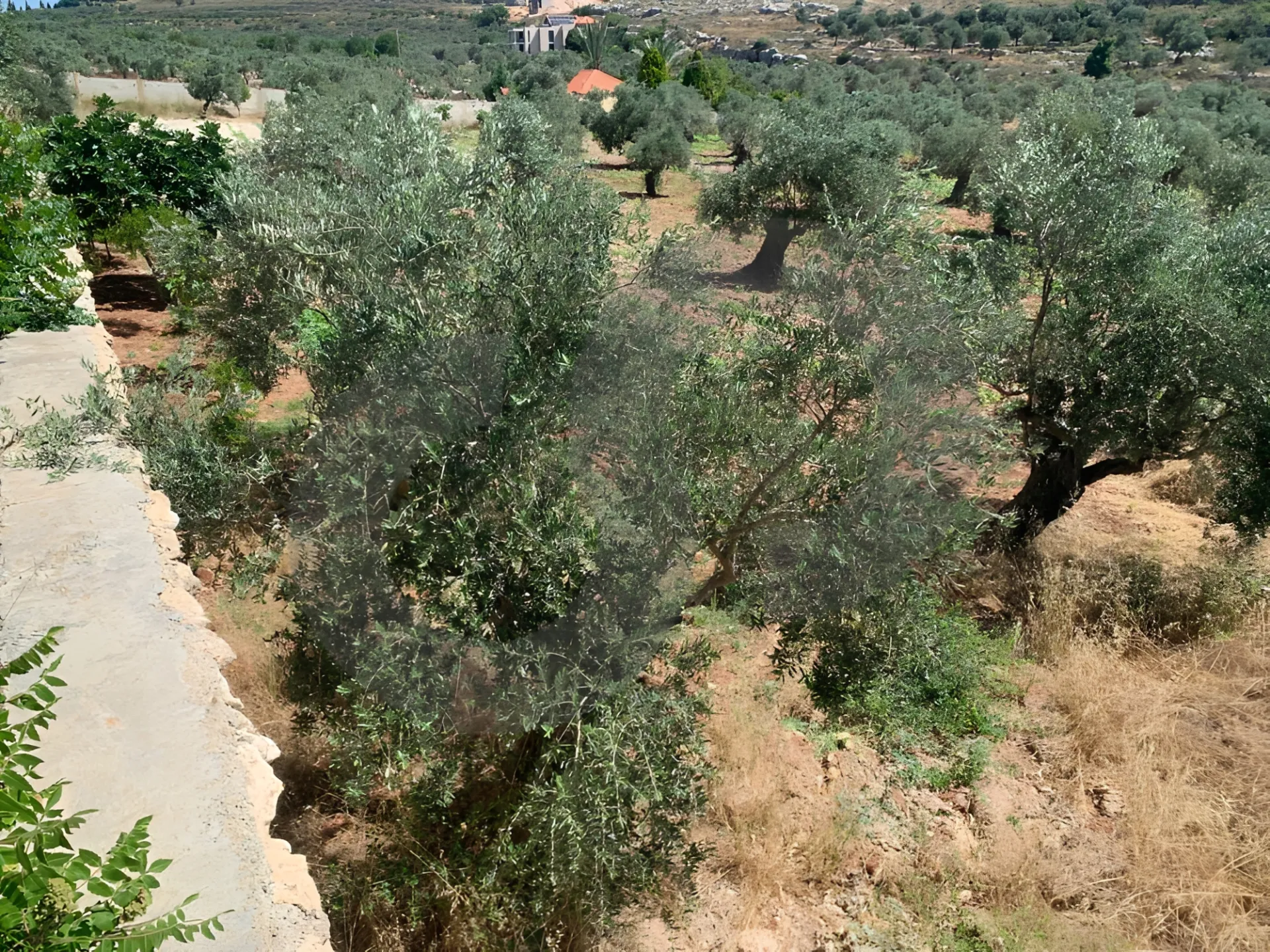 Land for Sale in Koura
