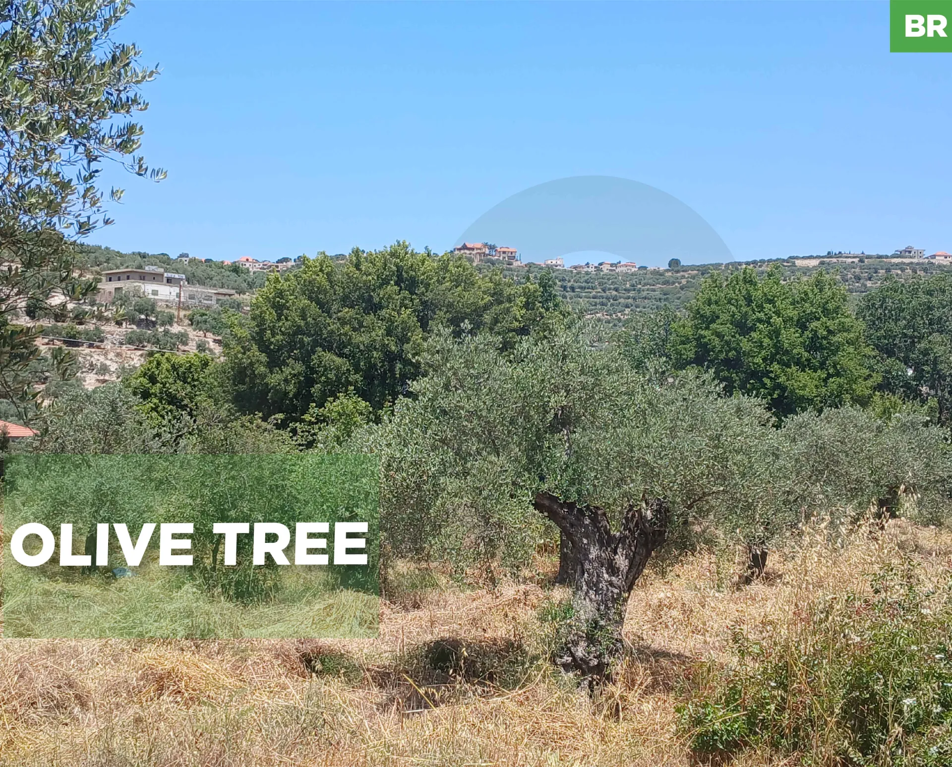 Land for Sale in Koura