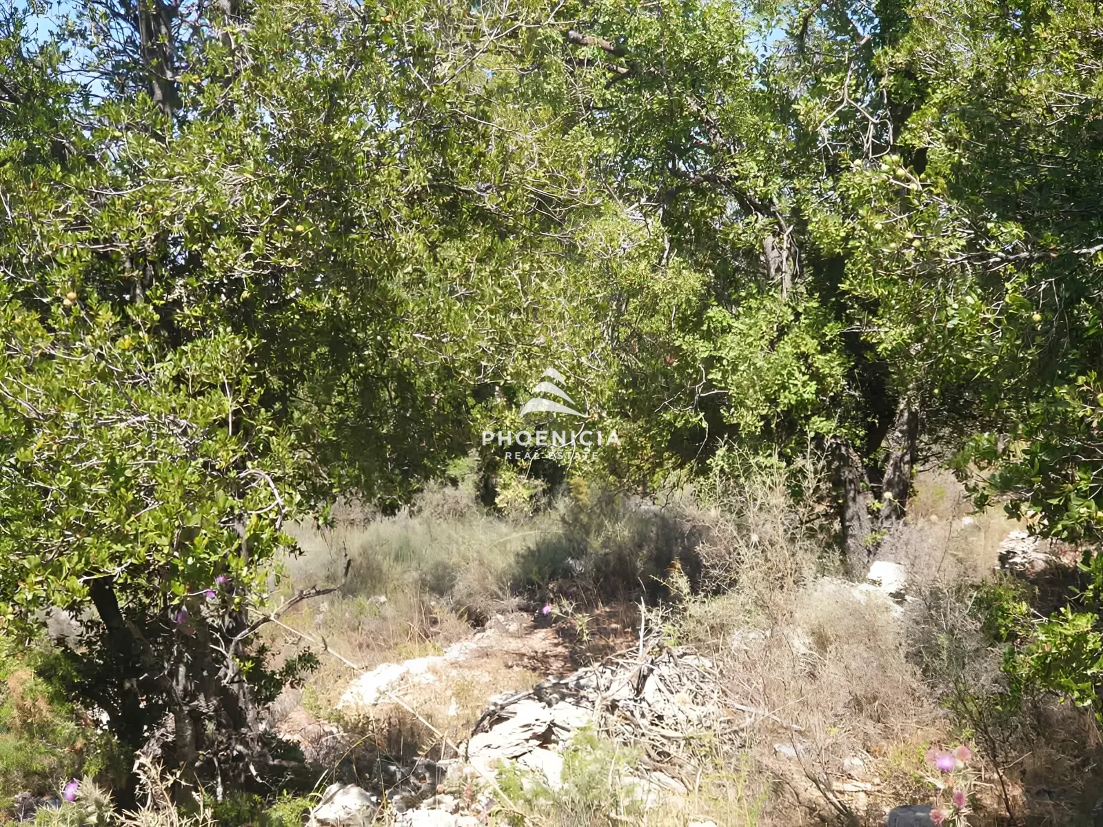 Land for Sale in Mechmech