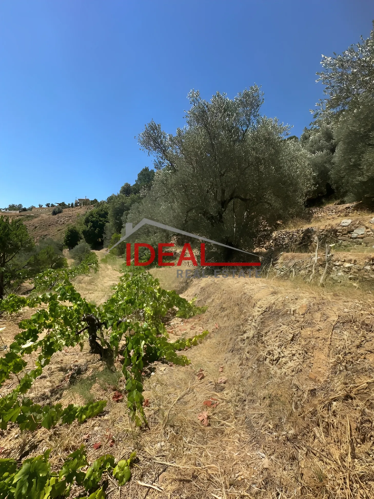 Land for Sale in Ighmid, Lebanon