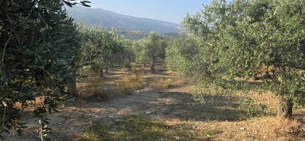 Land for Sale in Koura