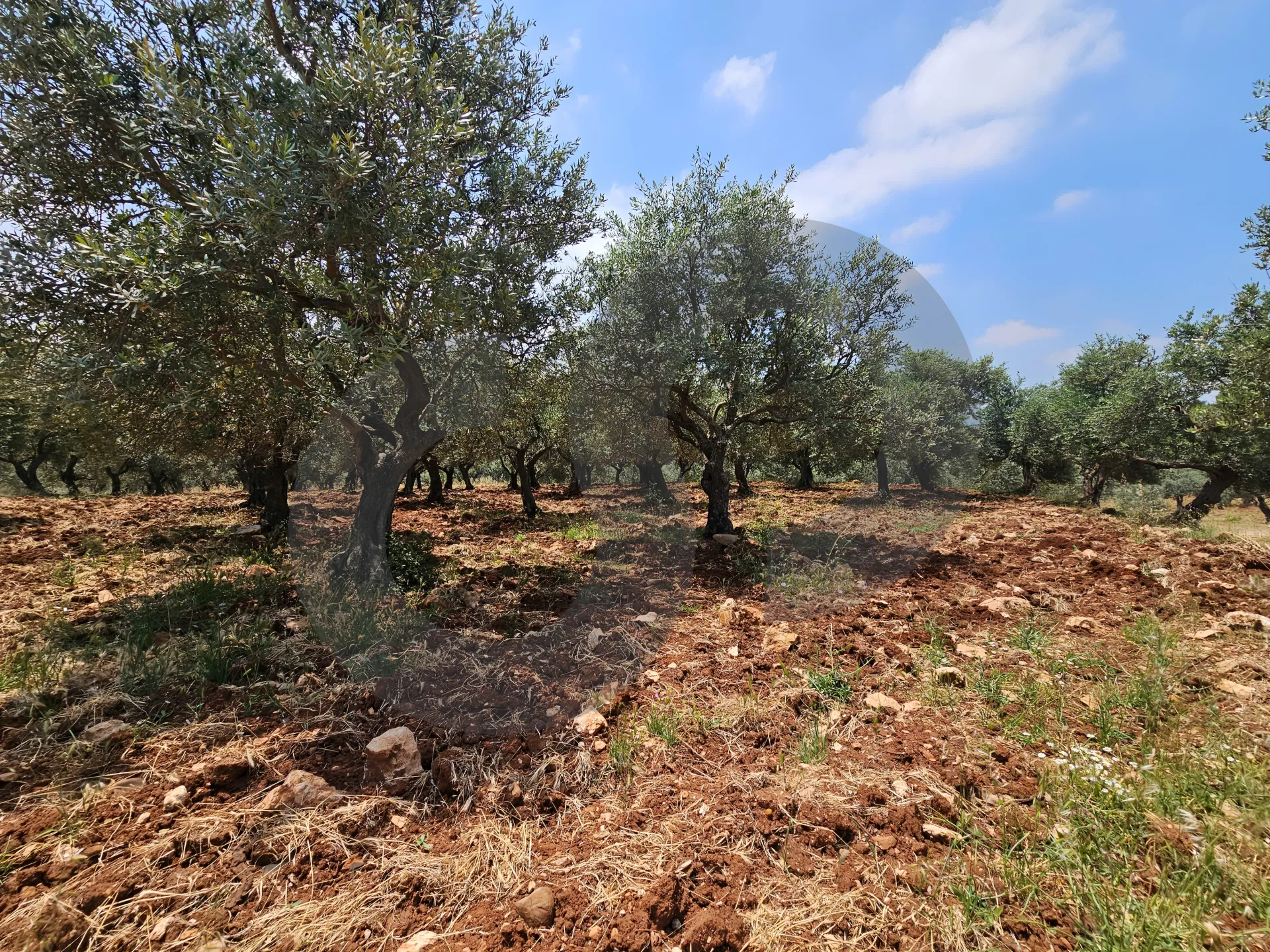 Land for Sale in Koura