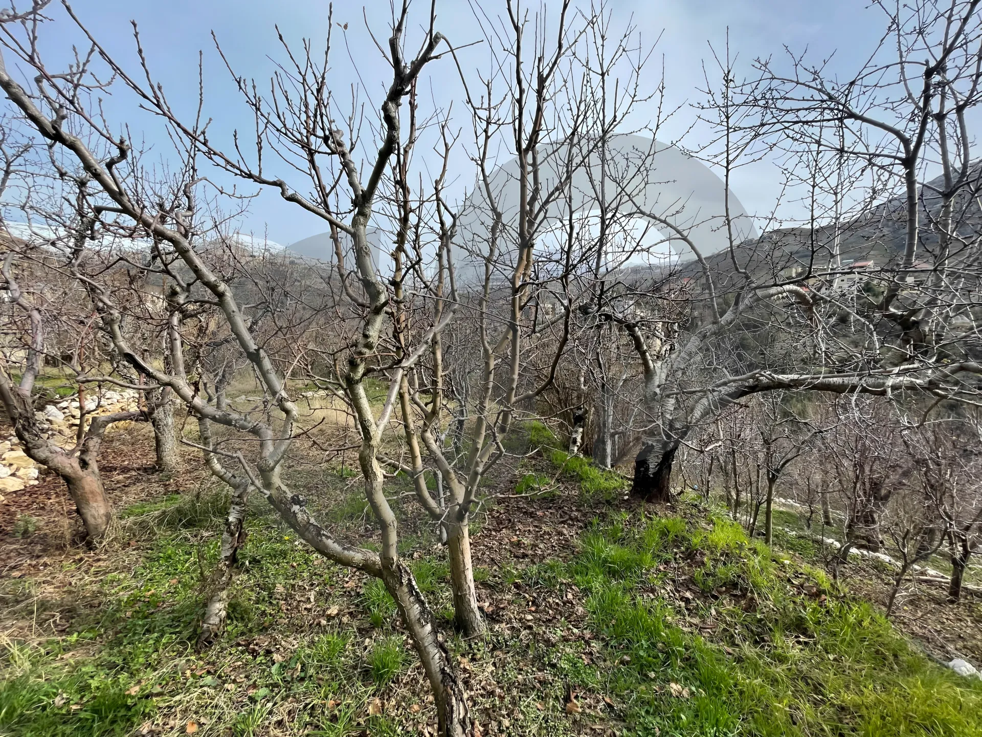 Land for Sale in Faraya