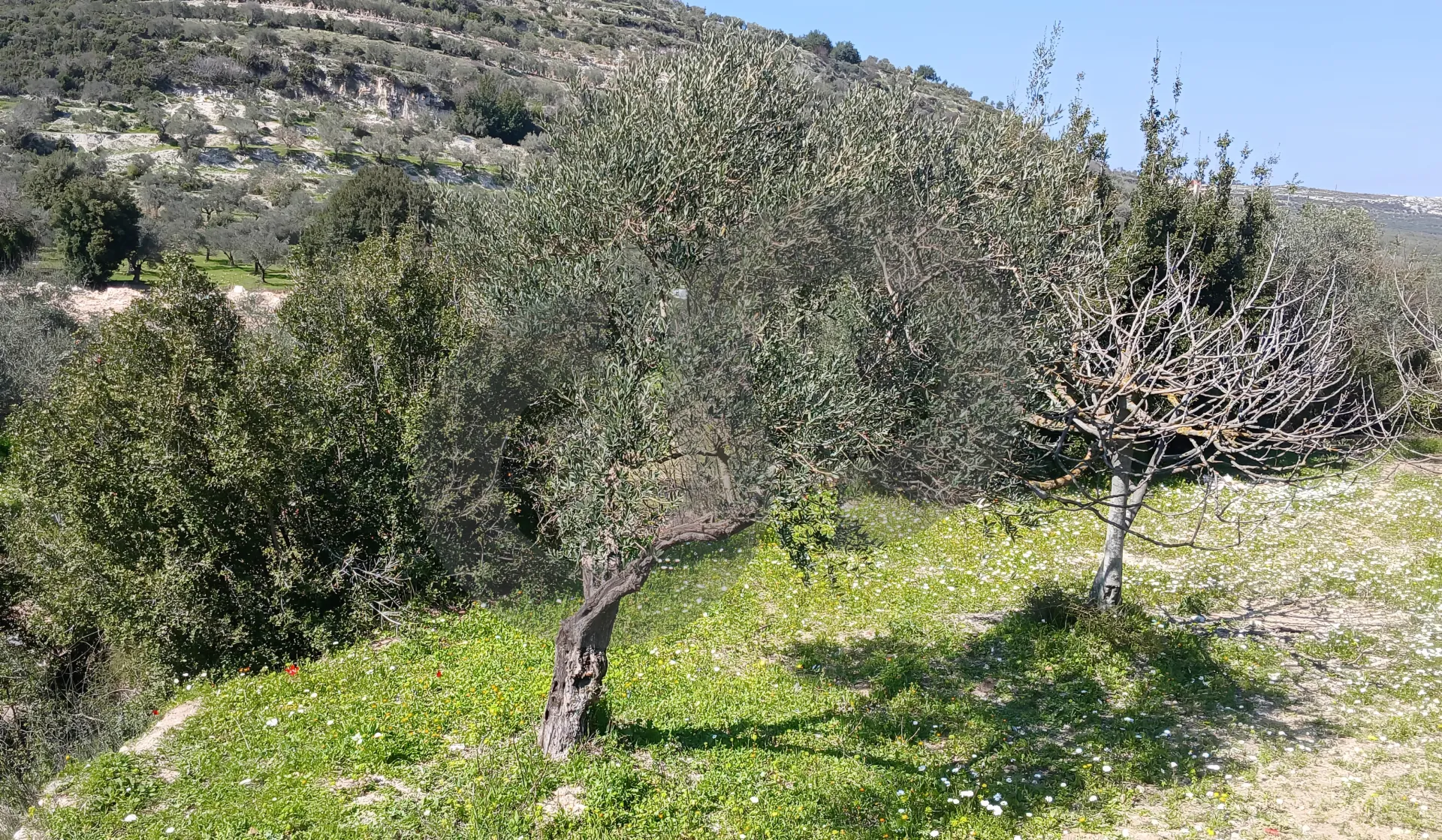 Land for Sale in Koura