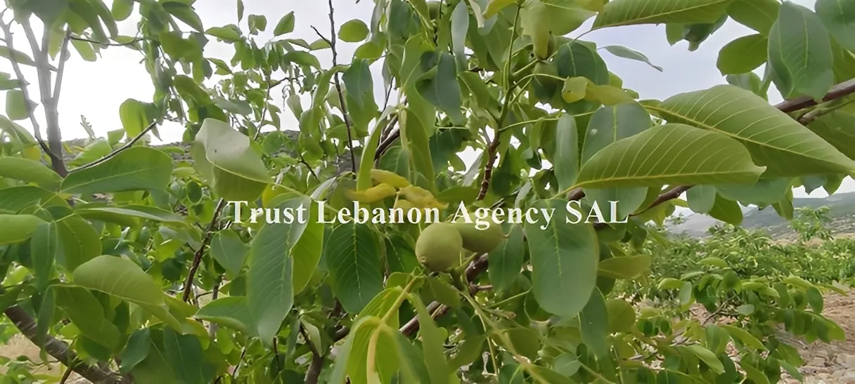 Land for Sale in Rashaya