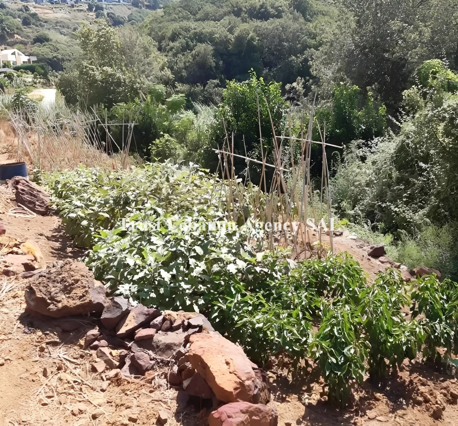 Land for Sale in Alay, kahale