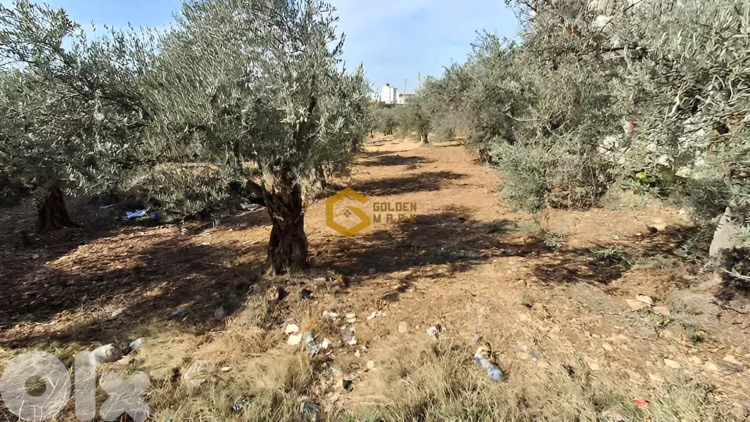 Land for Sale in Kousba