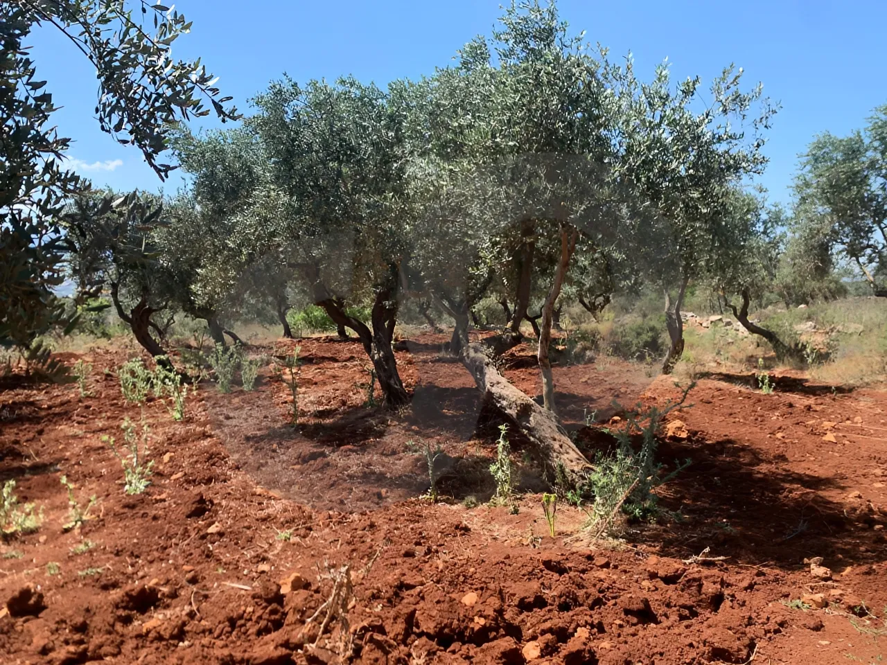 Land for Sale in Koura