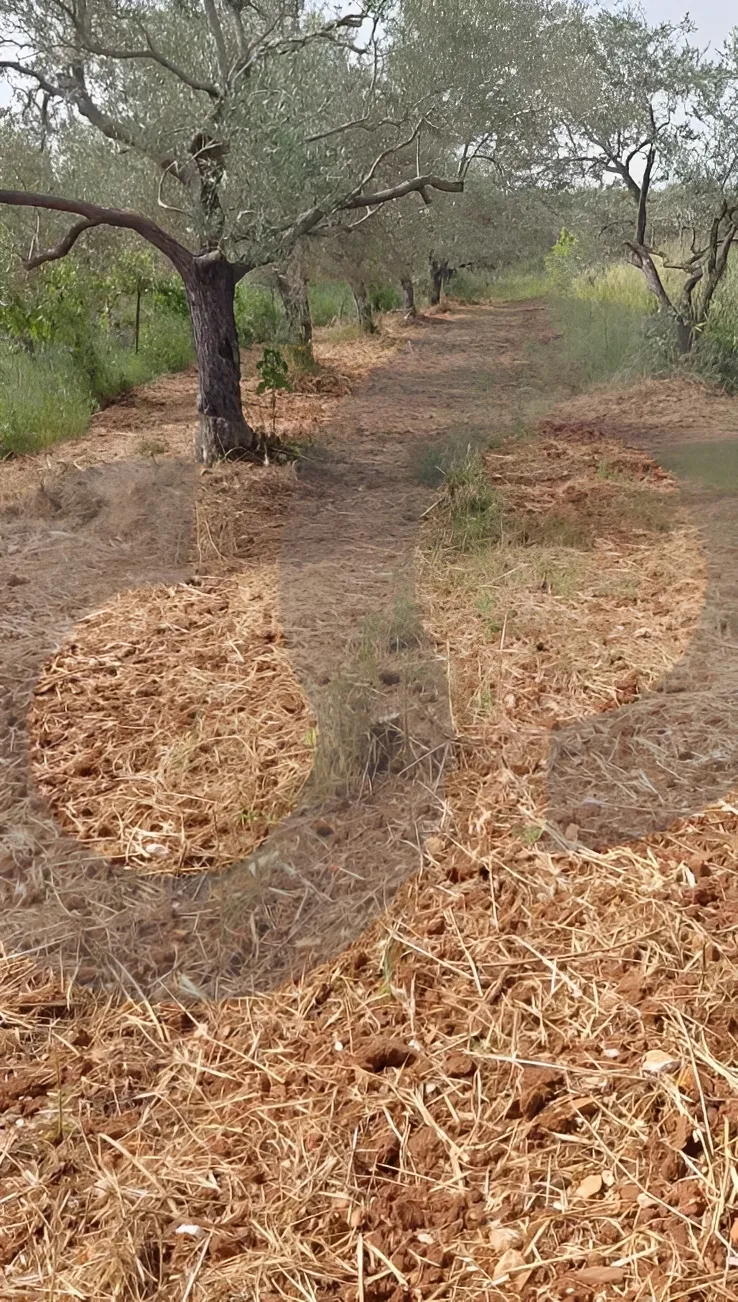 Land for Sale in Koura