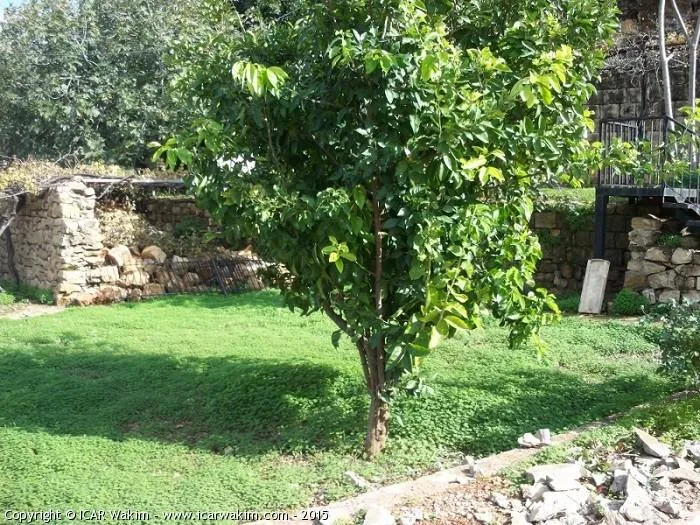 Villa for sale in Ain Saadeh - 4 bed, 3 bath