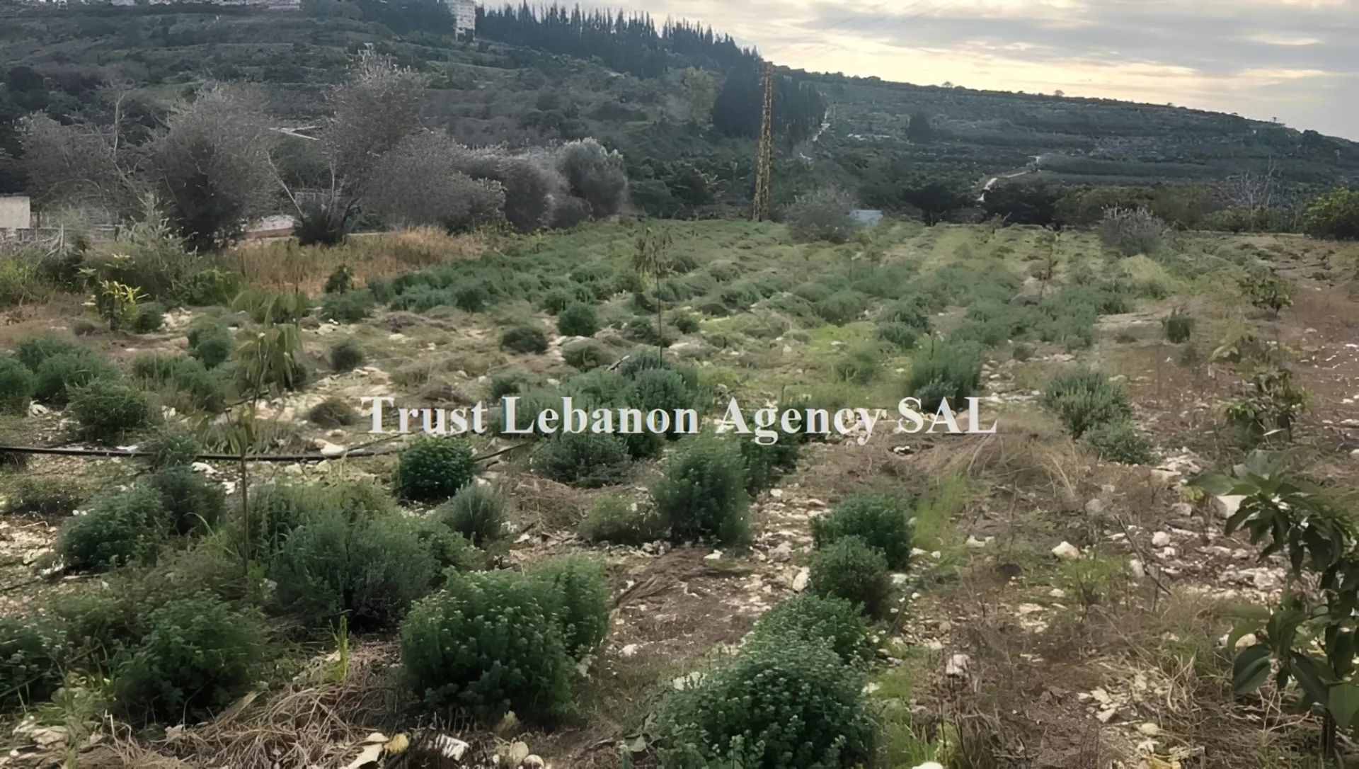 Land for Sale in Sidon