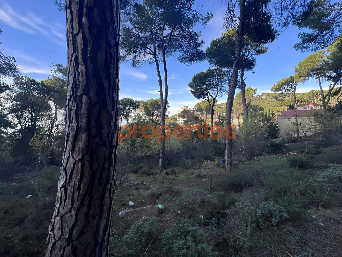 Land for Sale in Bharsaf