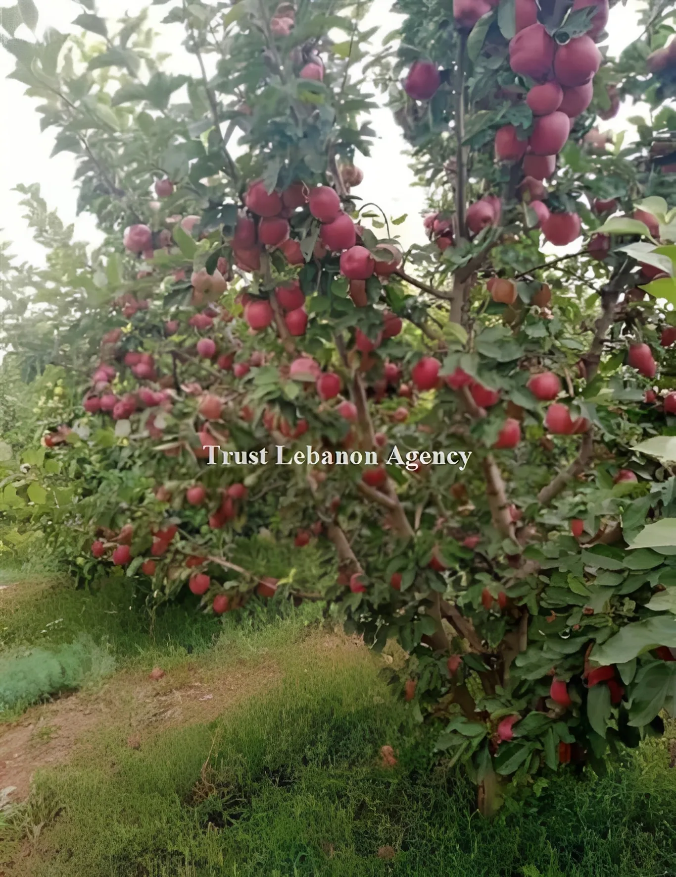 Land for Sale in Laqlouq Jbeil
