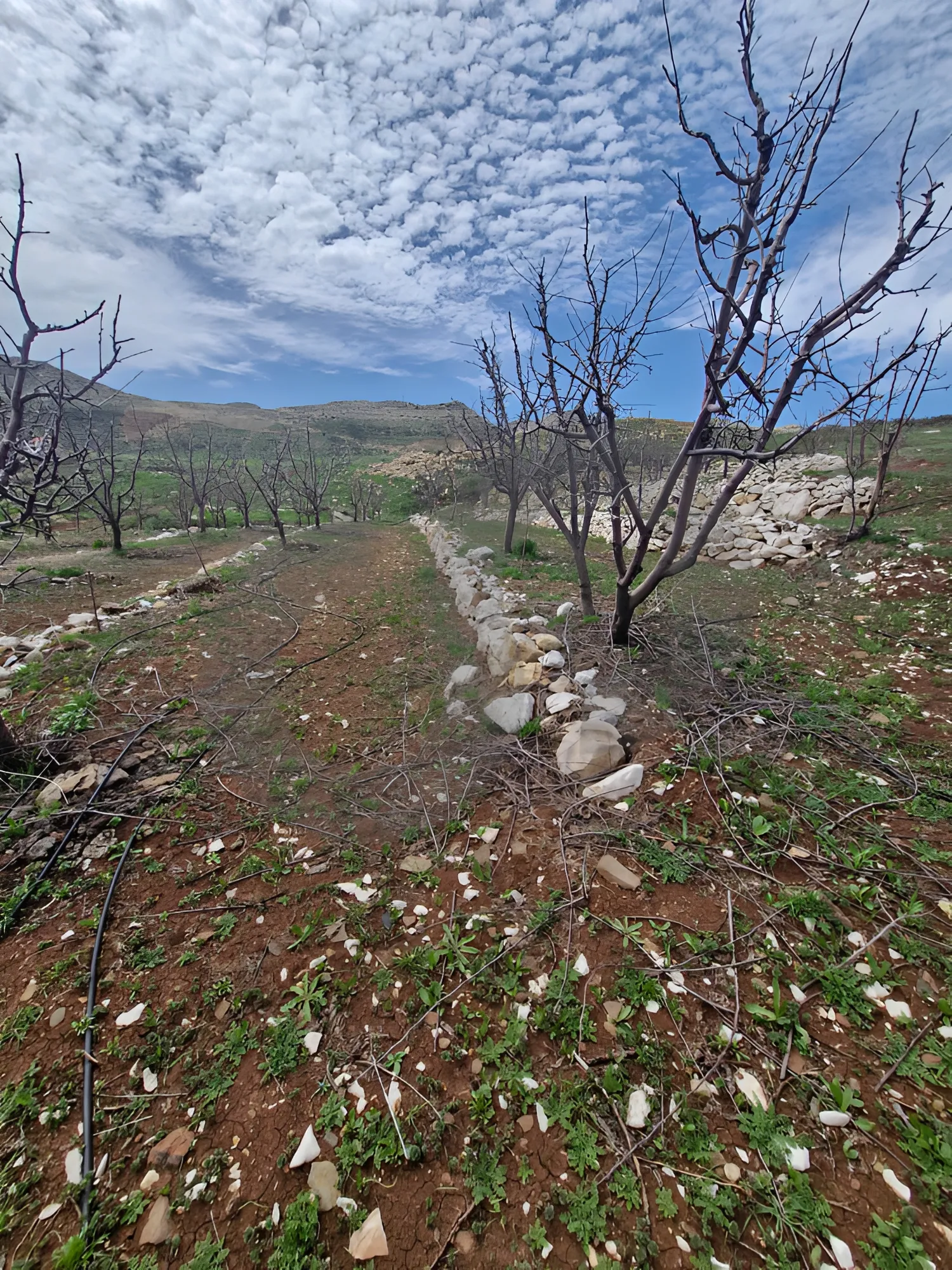 Land for Sale in Byblos