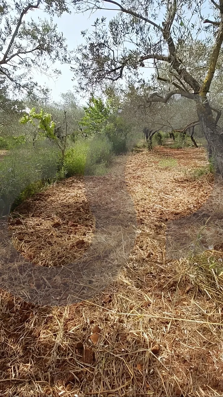 Land for Sale in Koura