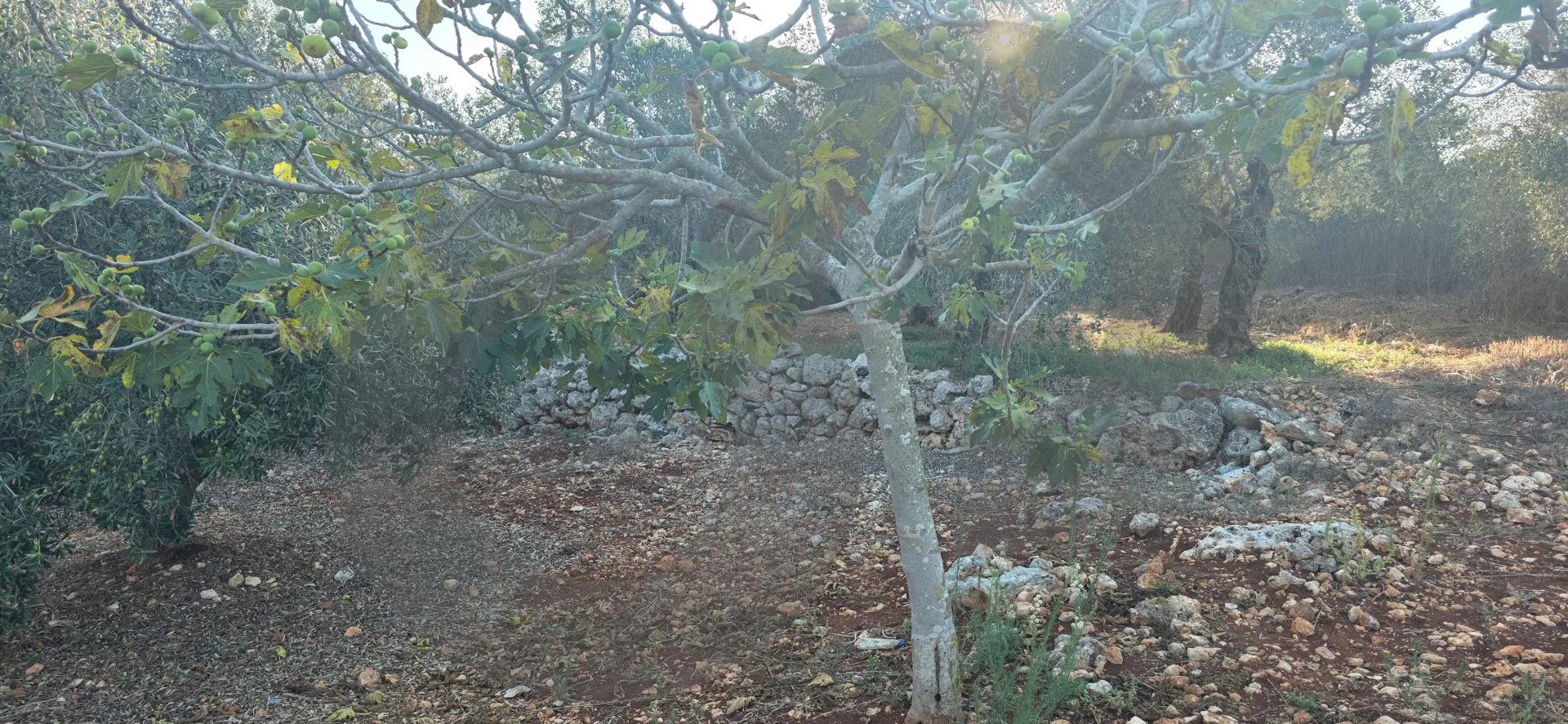 Land for Sale in Koura