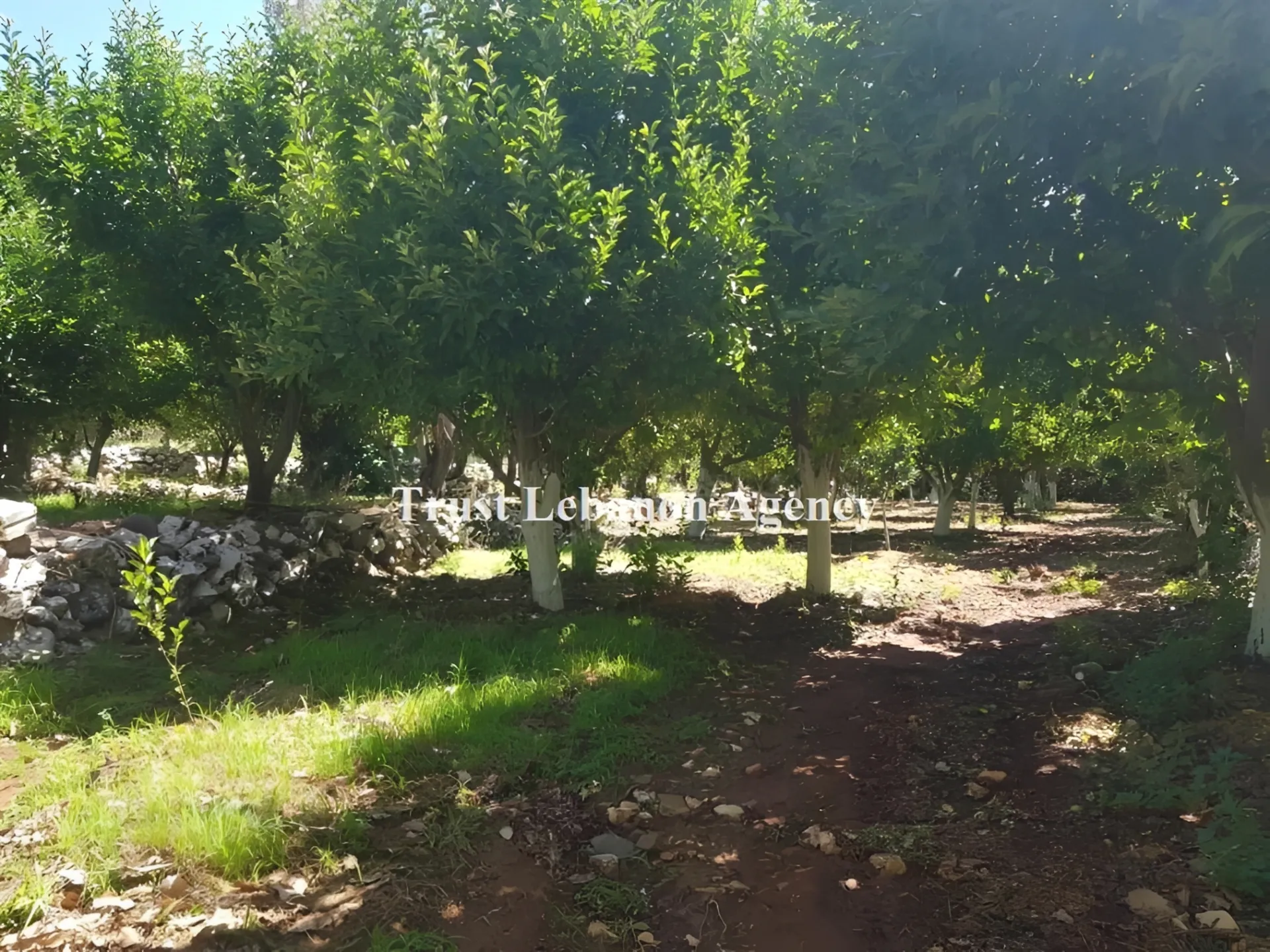 Land for Sale in Western Bekaa Machghara Lebanon