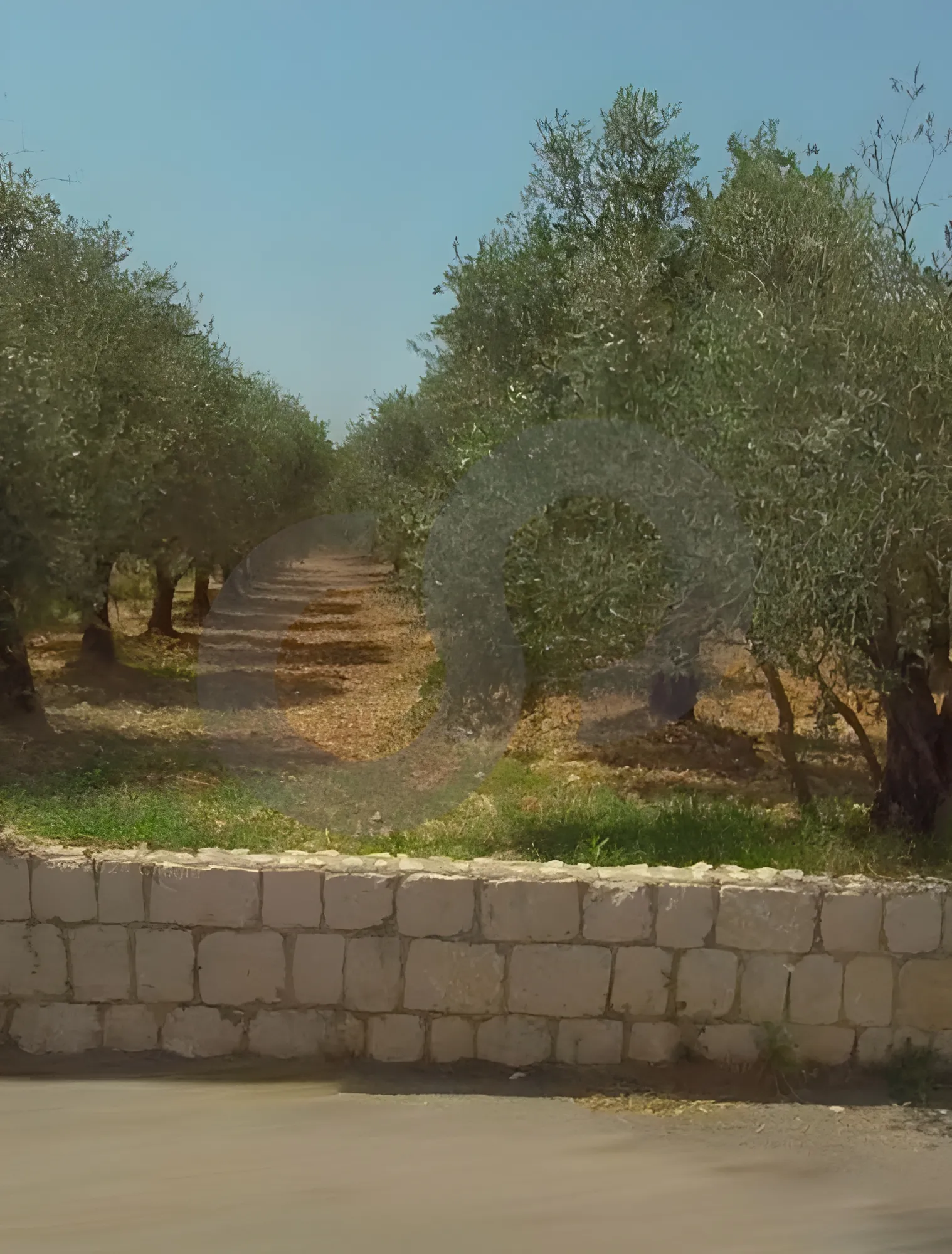 Land for Sale in Greater Amyoun