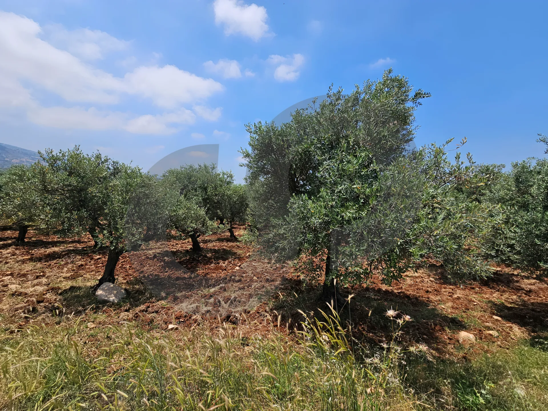 Land for Sale in Koura