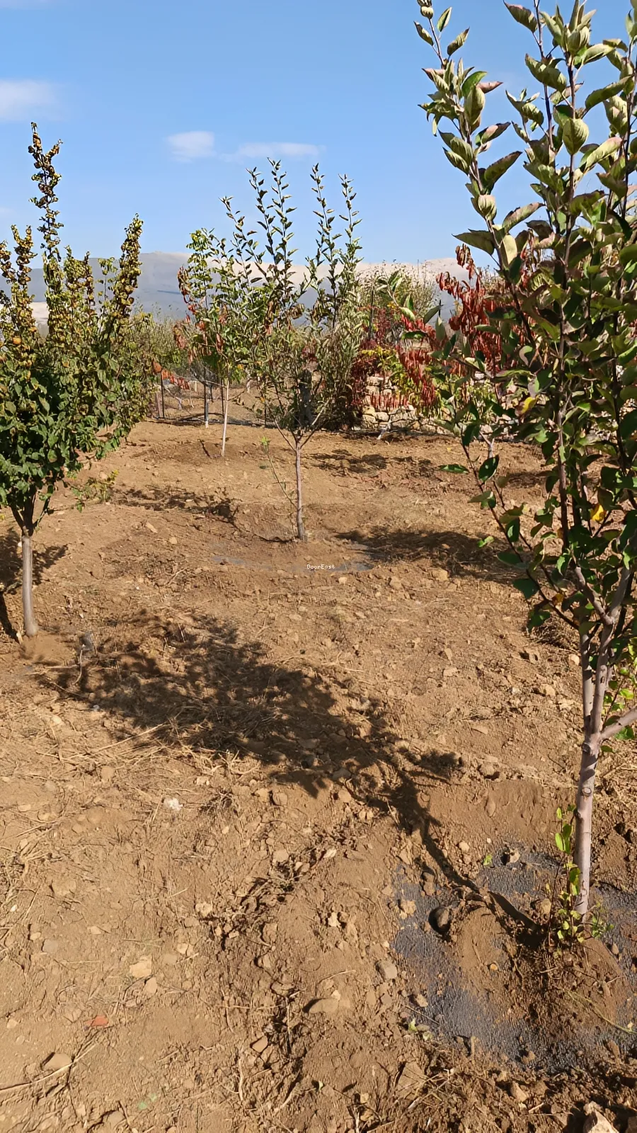 Land for sale in Zaarour