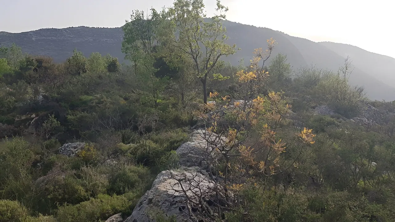 Land for Sale in Lehfed