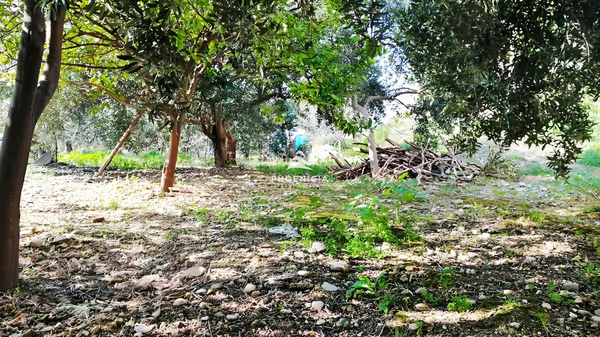 Land for Sale in Blat
