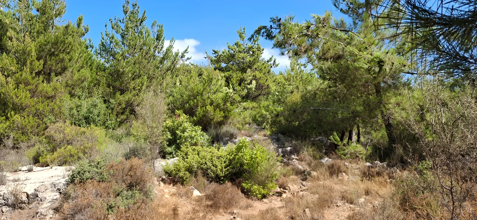 Residential Land for sale in Gharifeh