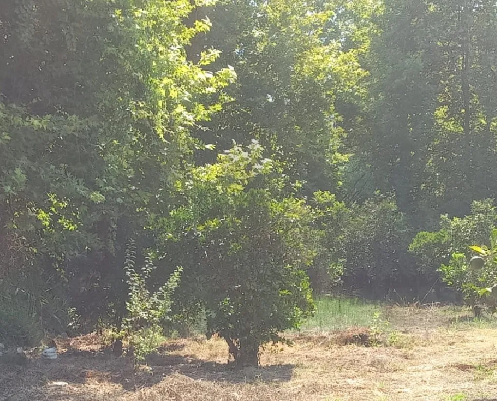 Land for Sale in Zgharta