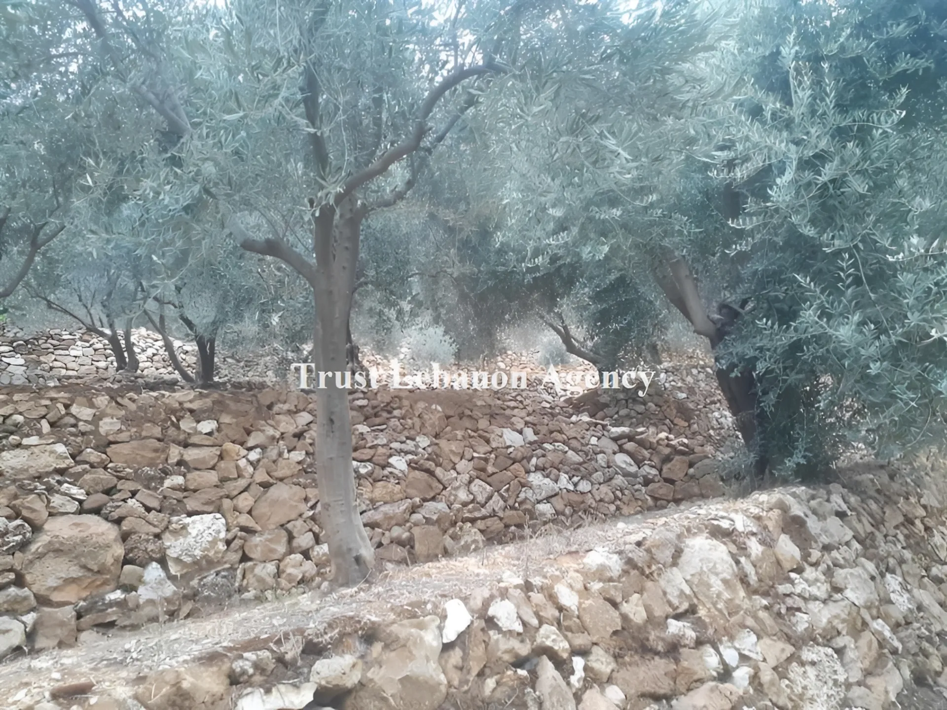 Land for Sale in Jezzine