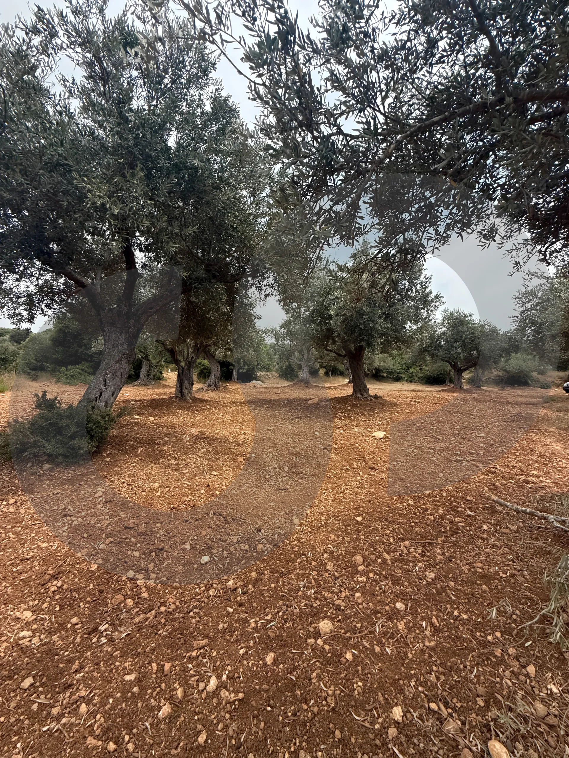 Land for Sale in Zgharta