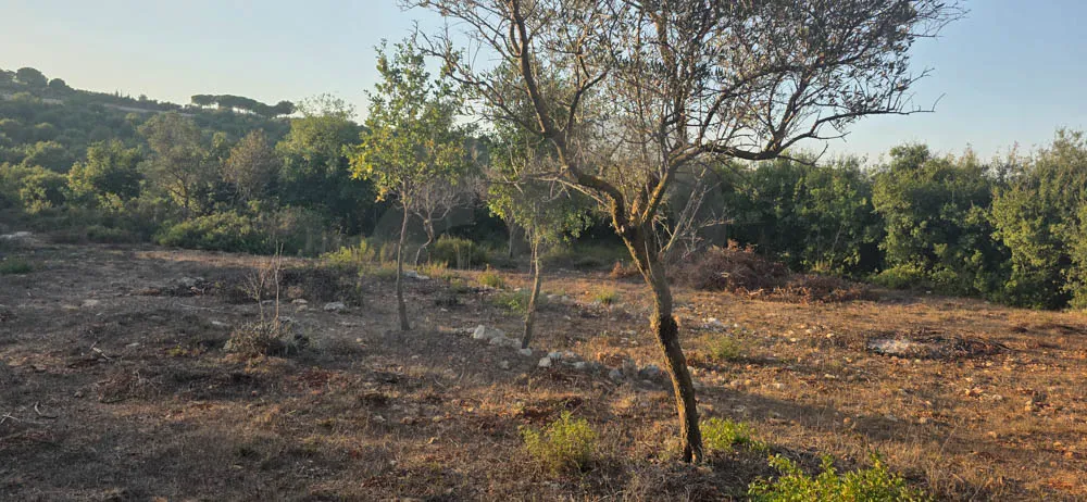 Land for Sale in Koura