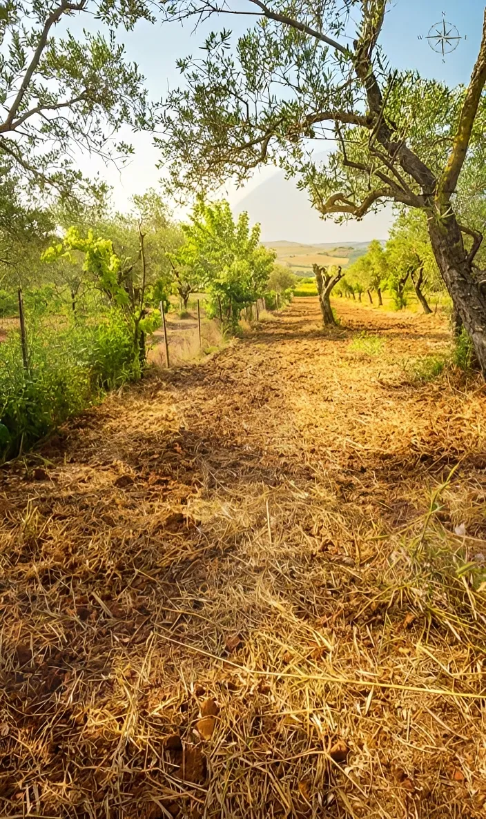 Land for Sale in Koura