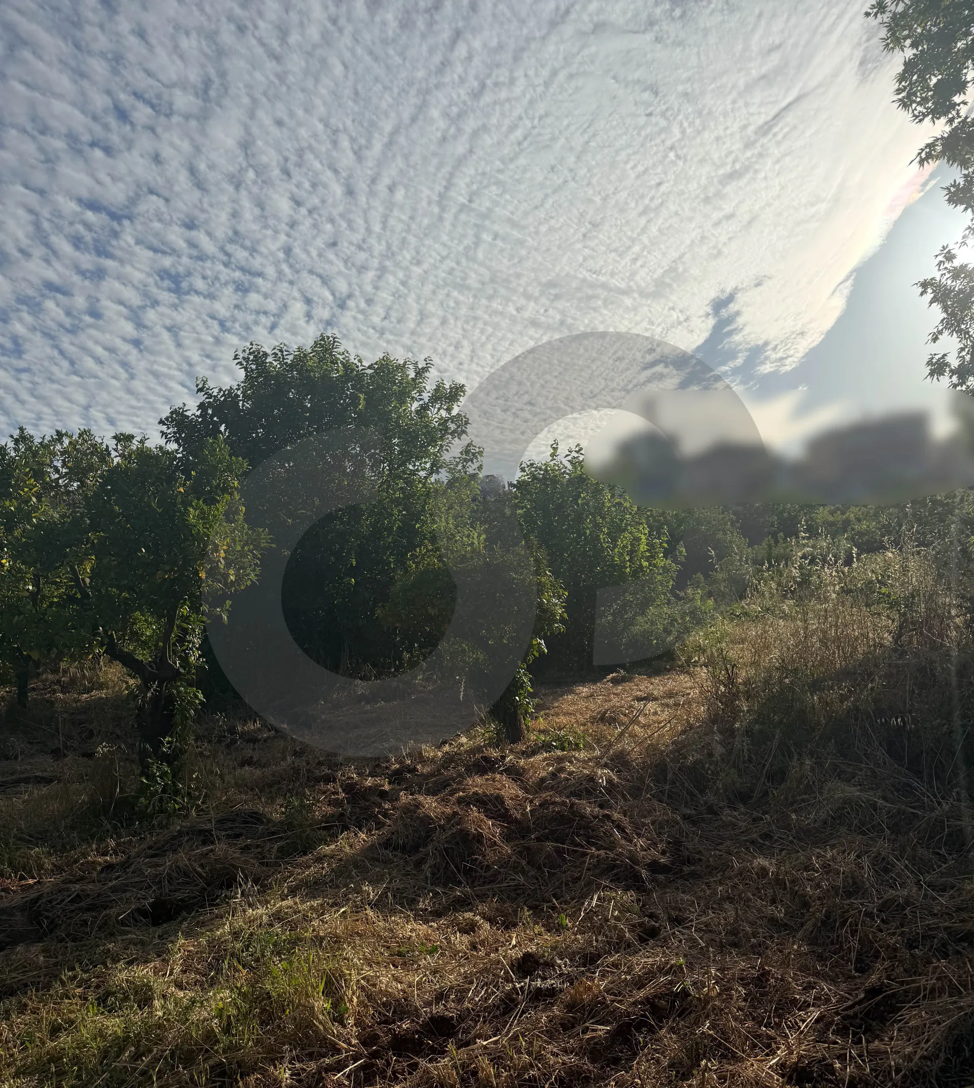 Land for Sale in Zgharta