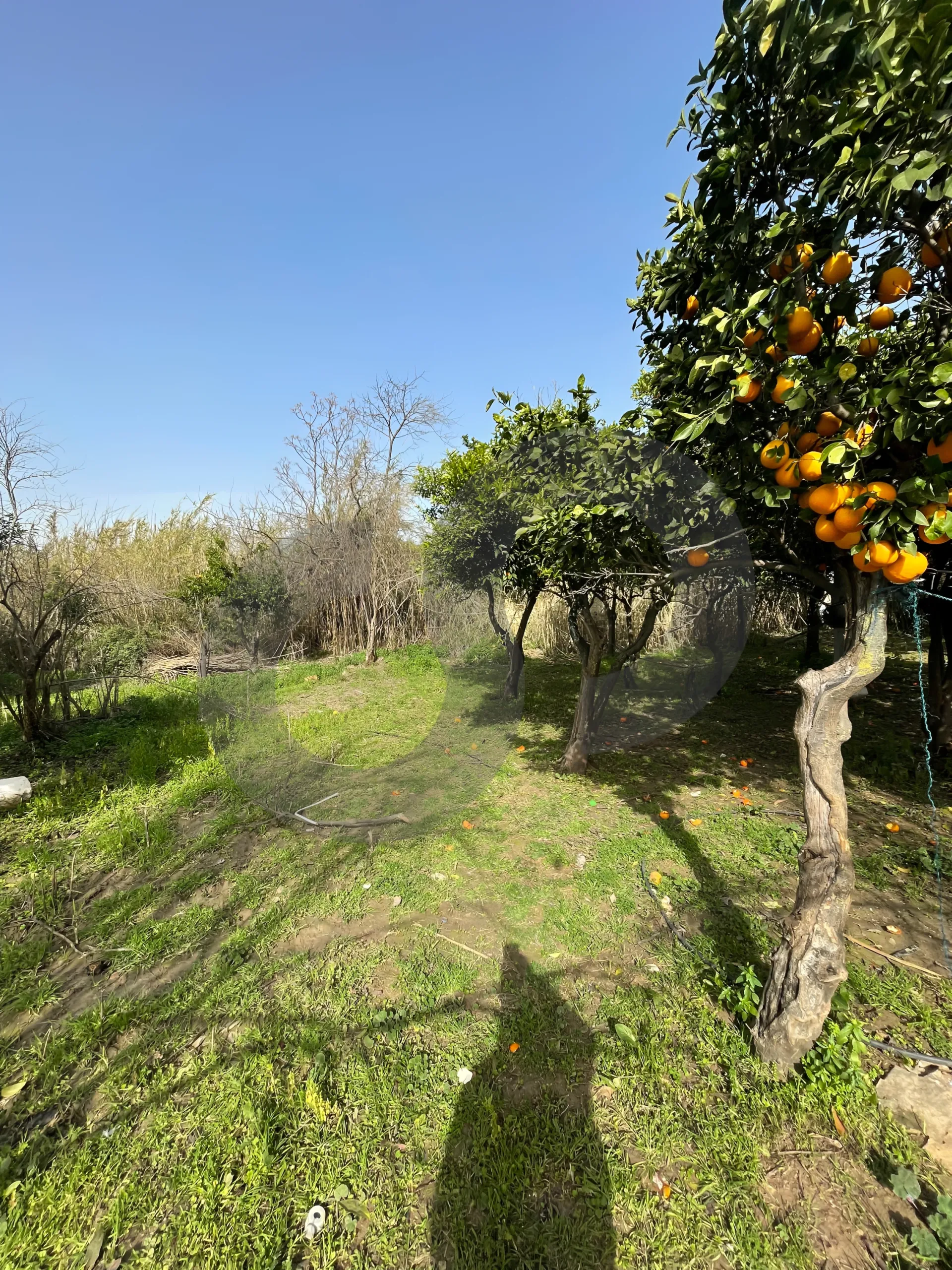 Land for Sale in Zgharta