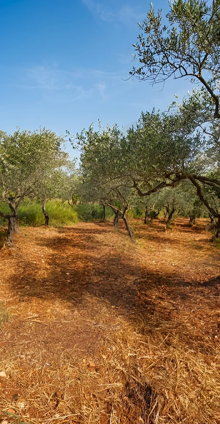 Land for Sale in Koura