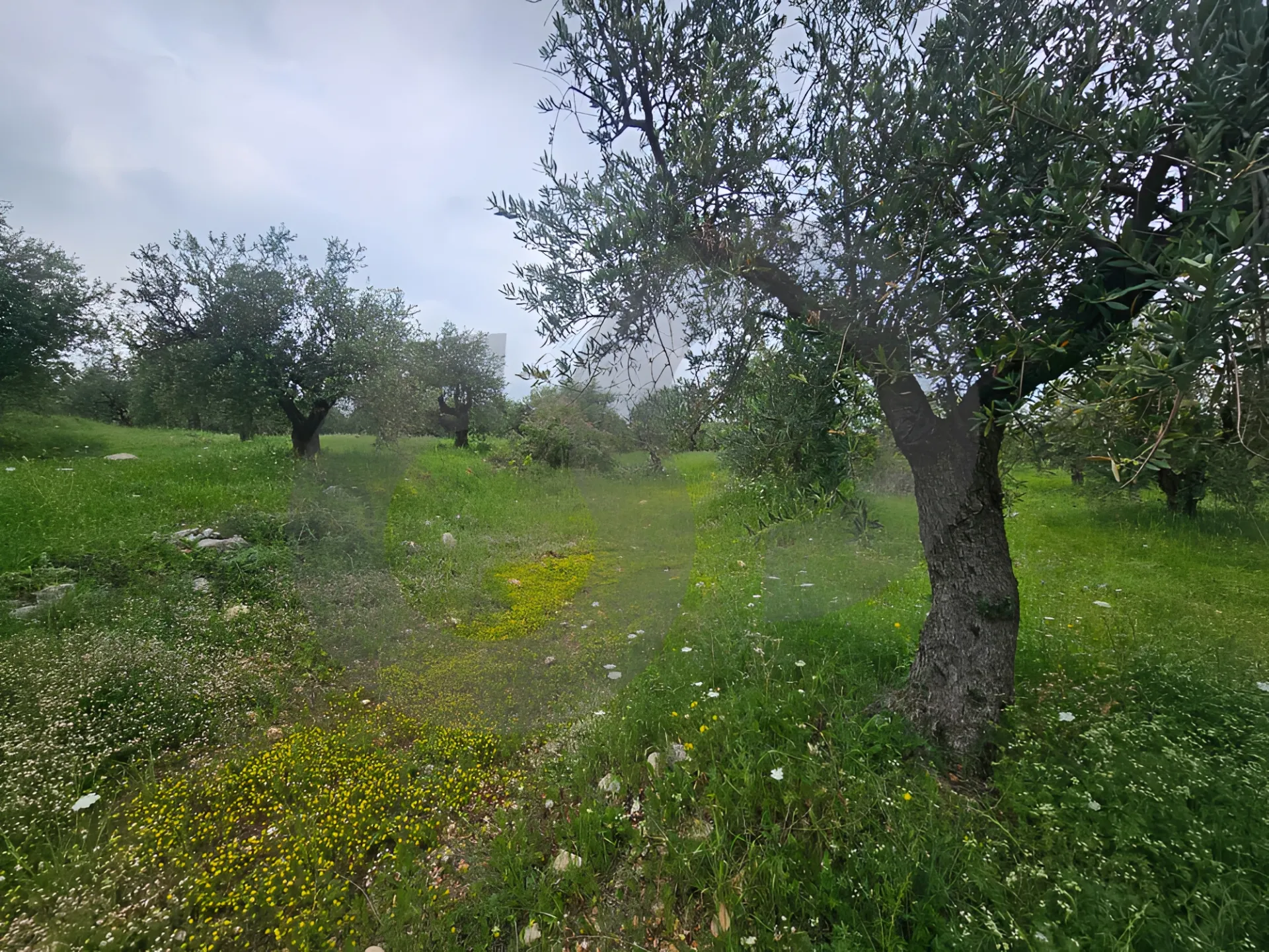 Land for Sale in Zgharta