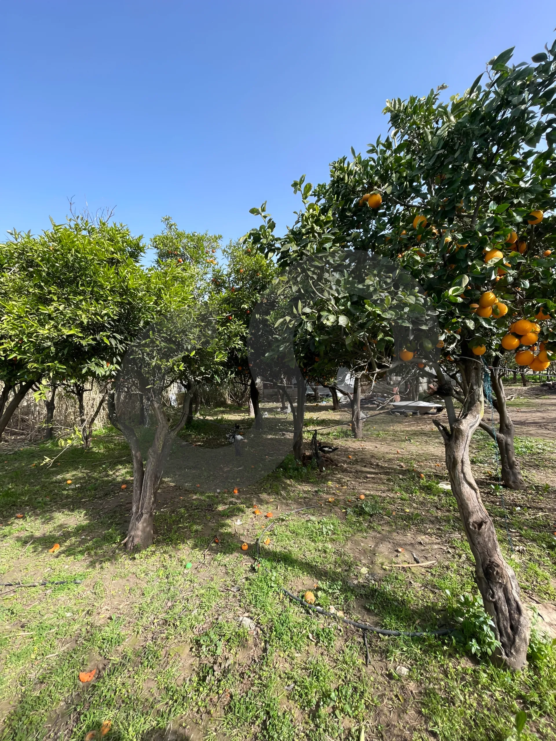 Land for Sale in Zgharta