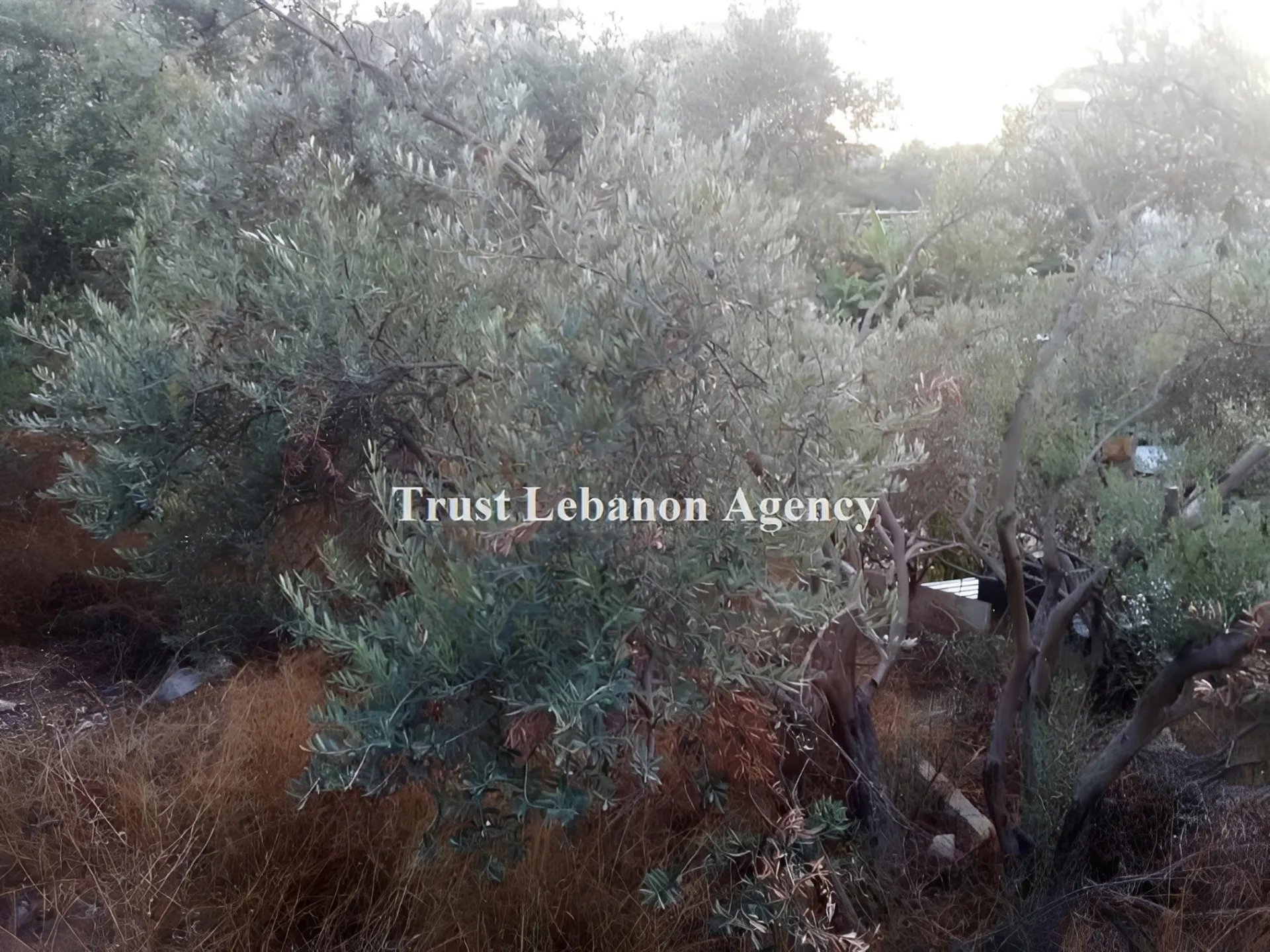 Land for Sale in Alay, chweifat